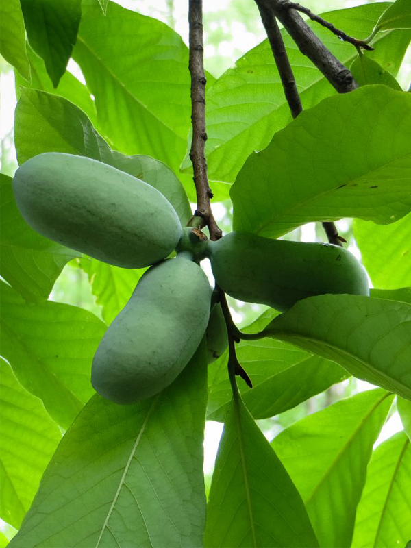 pawpaw fruit