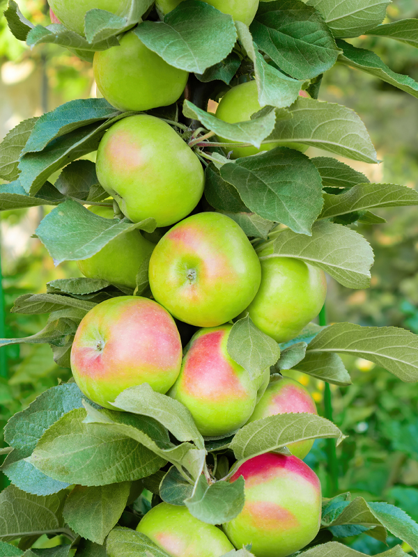 apple espalier