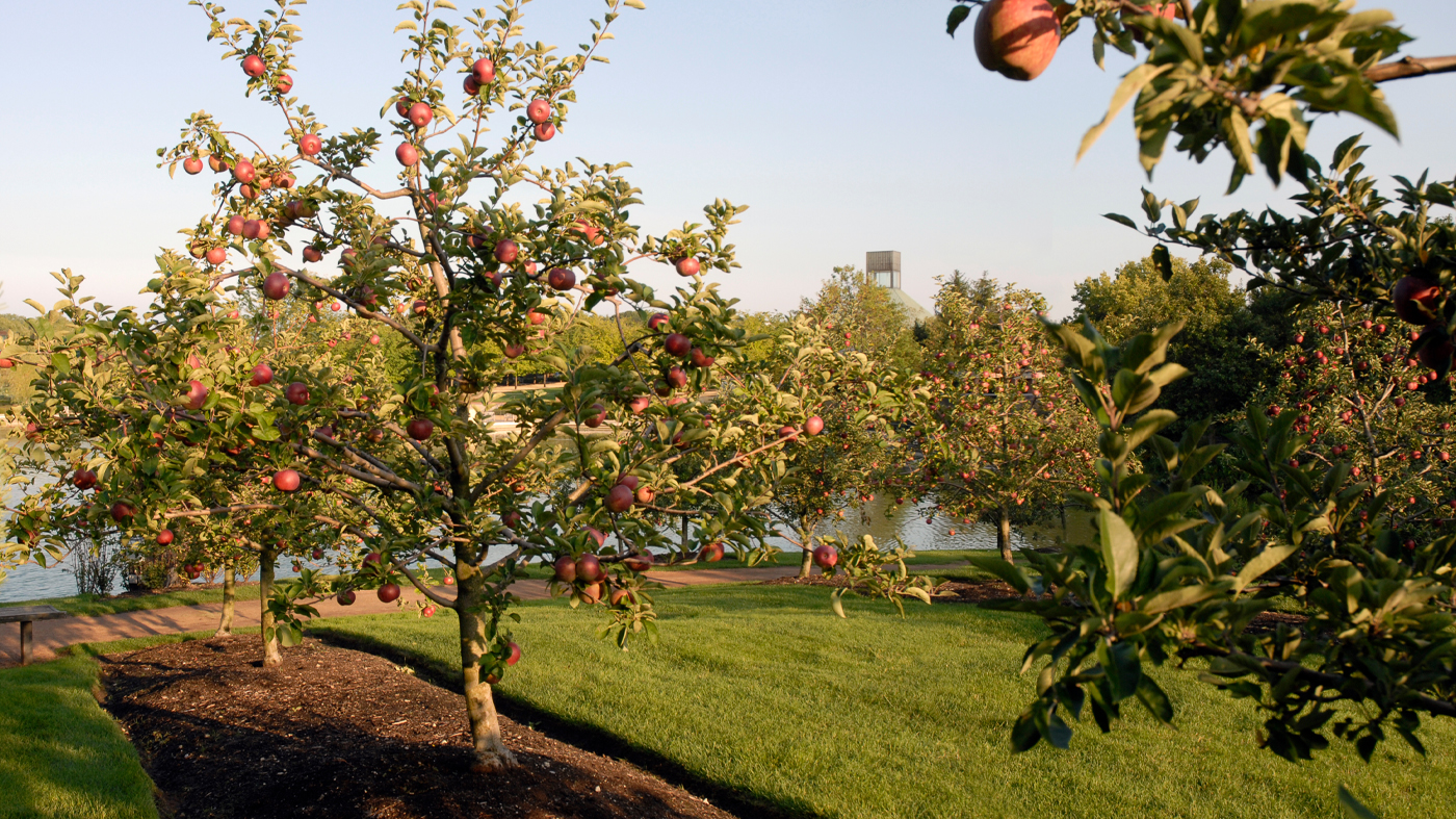 apples