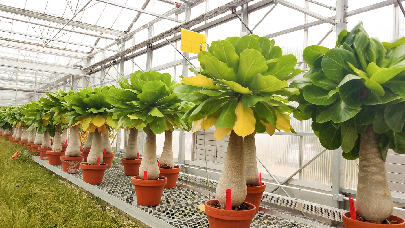 Alula in the greenhouse