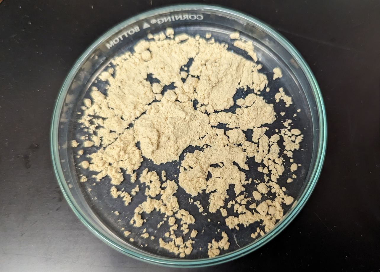 Pollen from the critically endangered Albany cycad (Encephalartos latifrons)