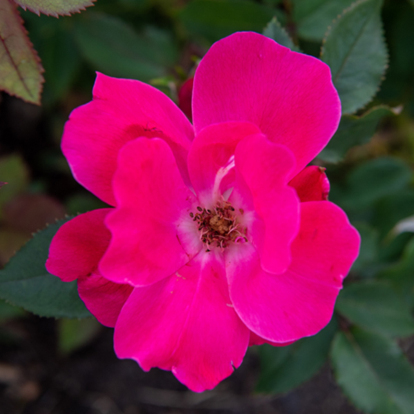 Knock Out Rose