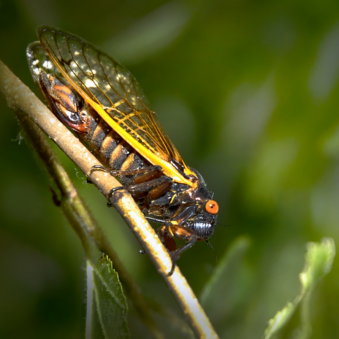 Cicada on a Branch