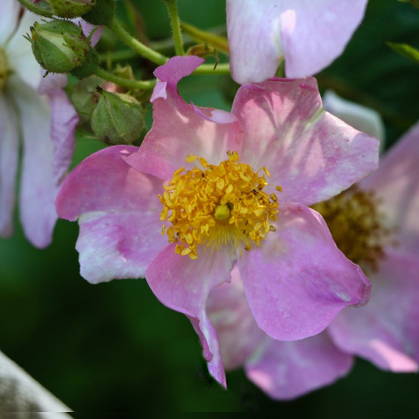 Illinois Rose (Rosa Setigera)