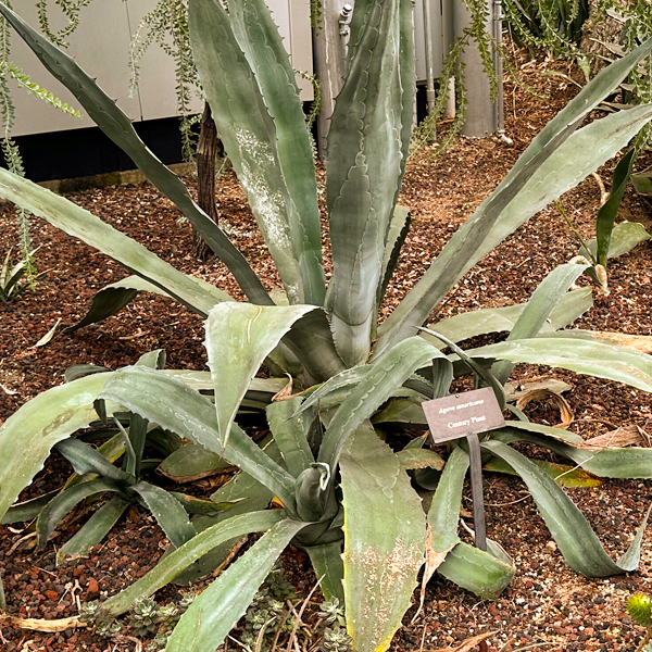 Agave americana_Century Plant