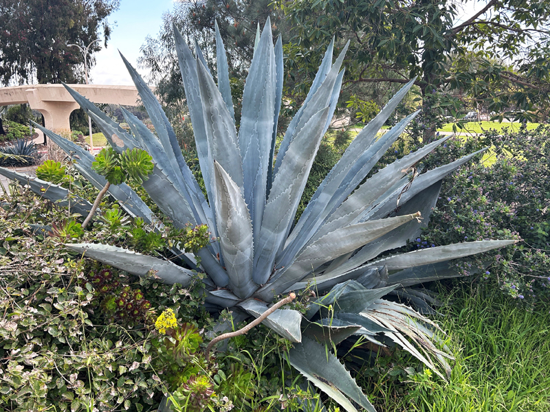 Agave americana
(Photographed at Balboa Park, San Diego, California by Jack Nicholson)