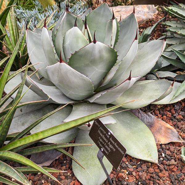 Agave parryi var. huachucensis Huachuca Agave