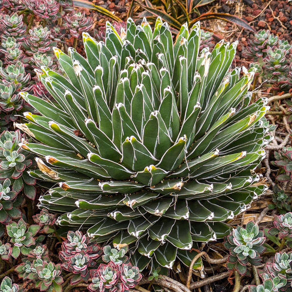 Agave victoriae-reginae Queen Victoria Agave