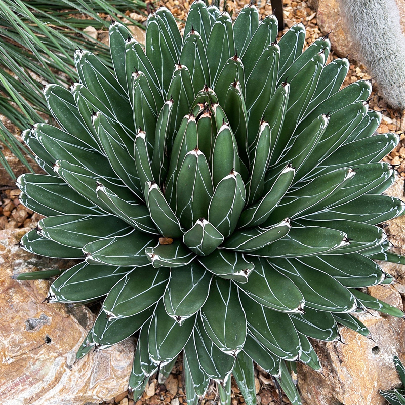 Agave victoriae-reginae