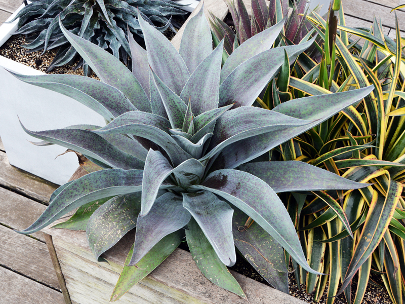 ‘Aztec King’