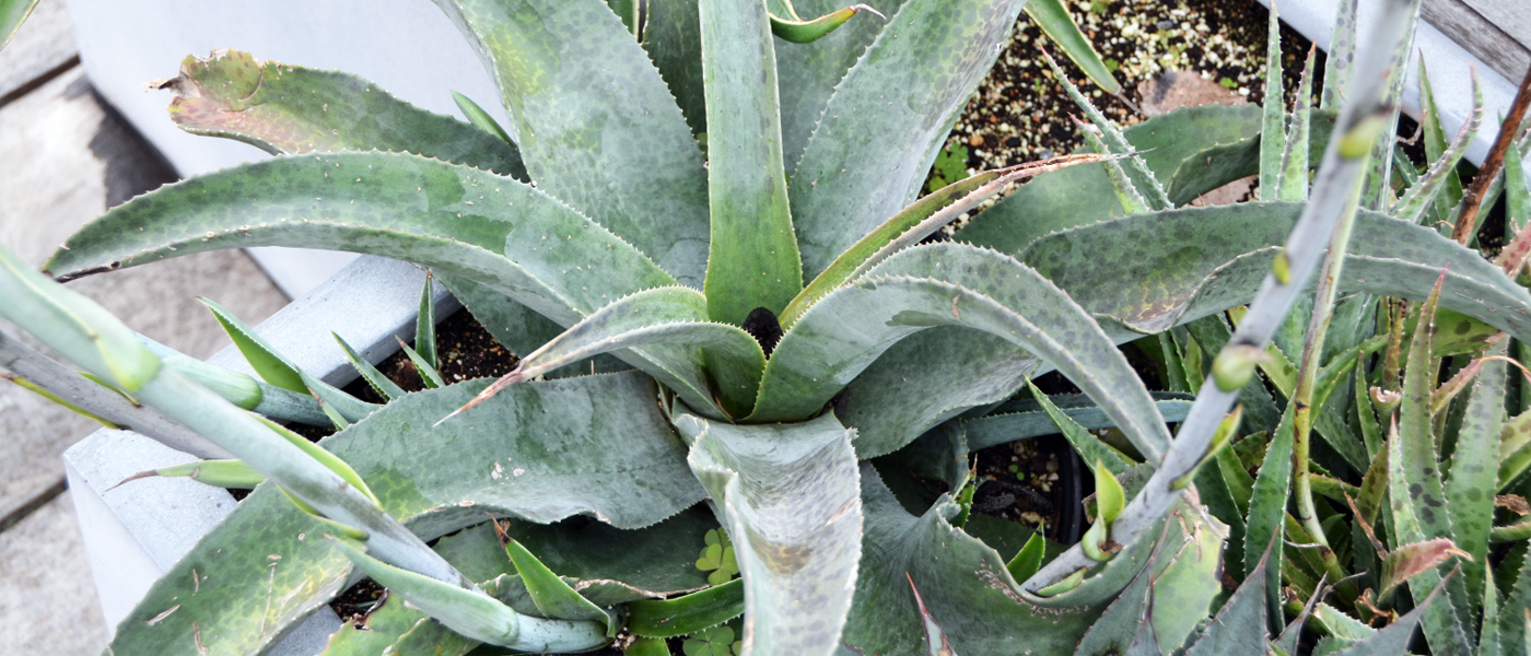 ‘Catch a Wave’ with spent flower stalk in its main rosette and blooming pups