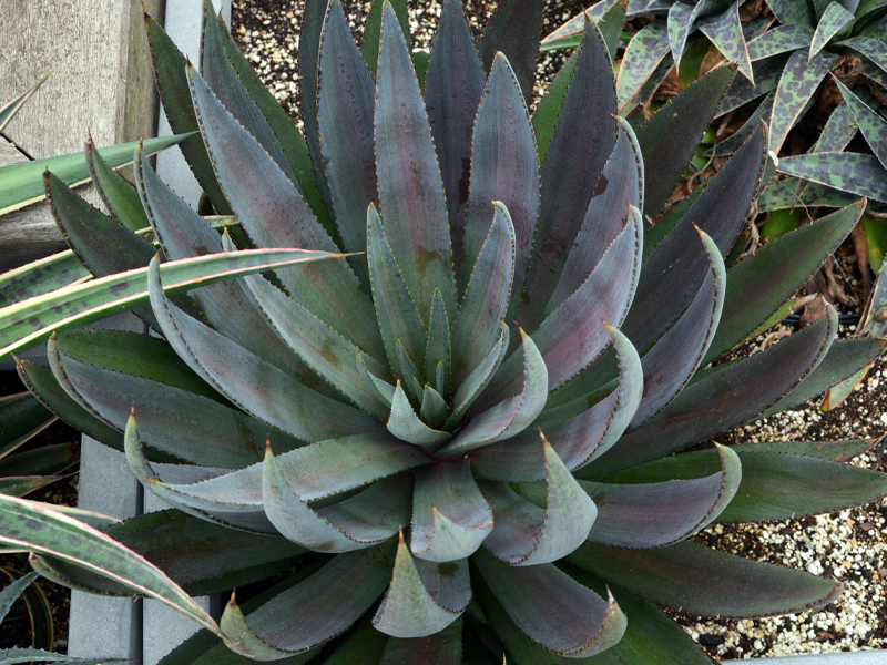 ‘Desert Dawn’
