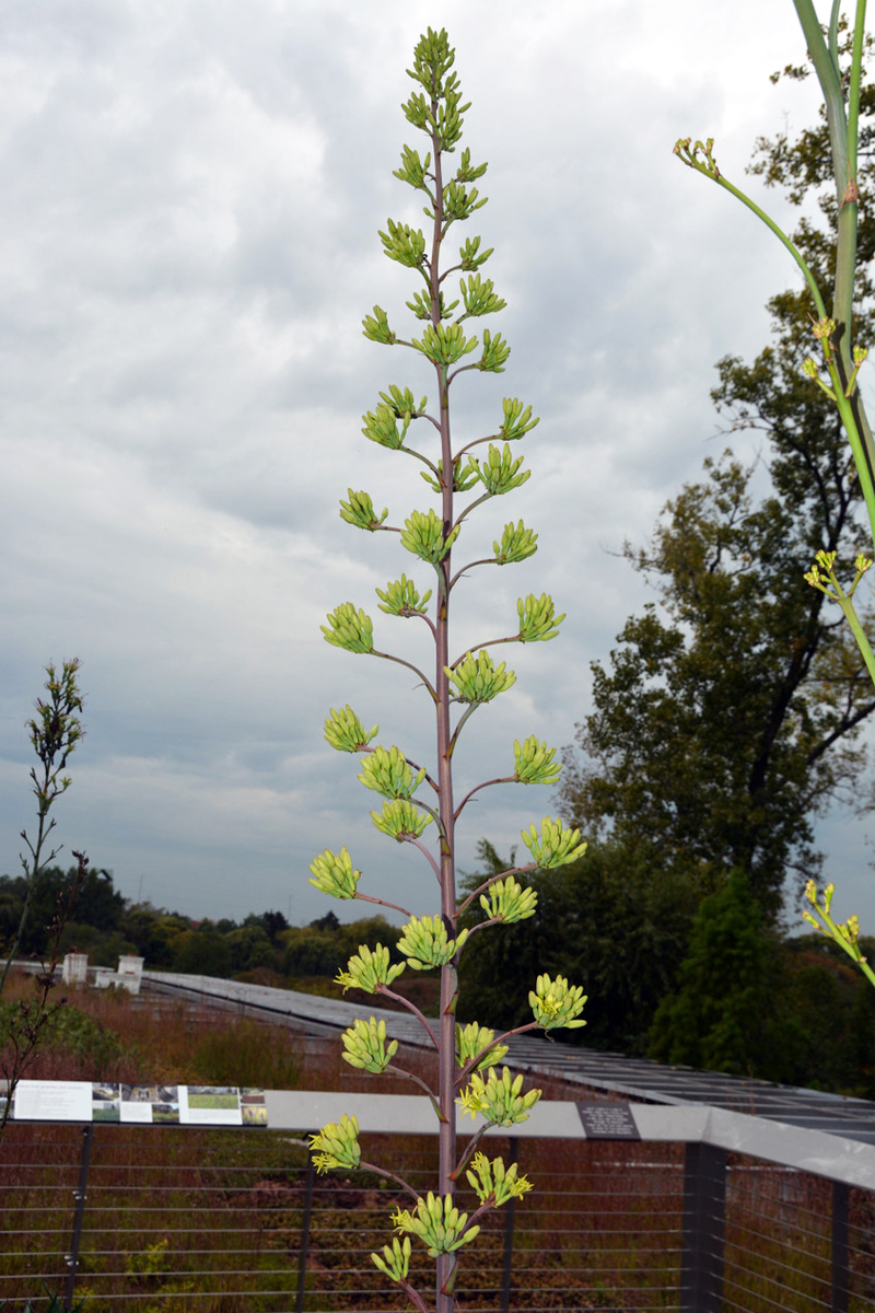 Inflorescence of ‘Painted Desert’