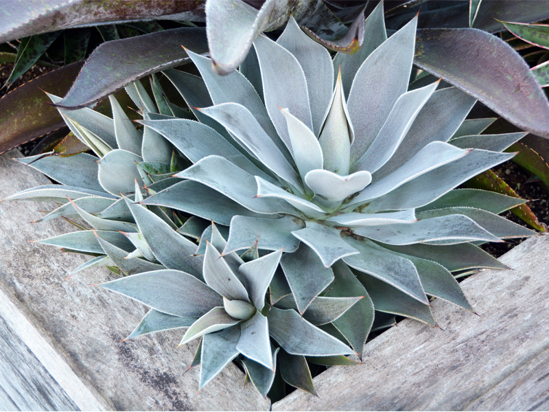 ‘Lavender Lady’