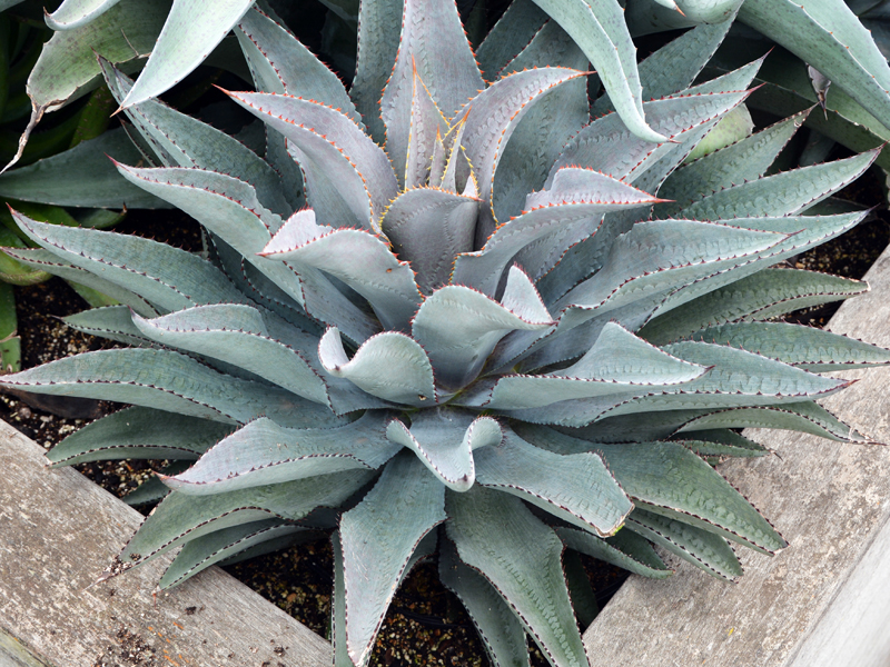 Plant Evaluation Notes | chicagobotanic.org | 8 ‘Purple People Eater’