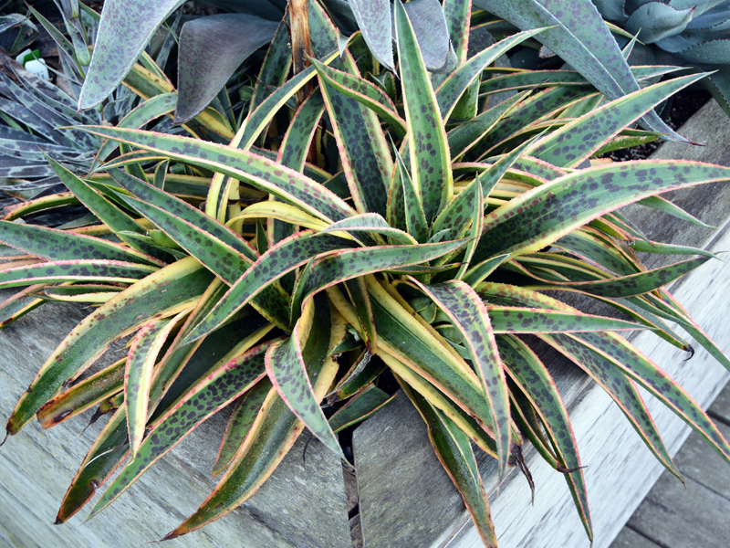 ‘Kaleidoscope’