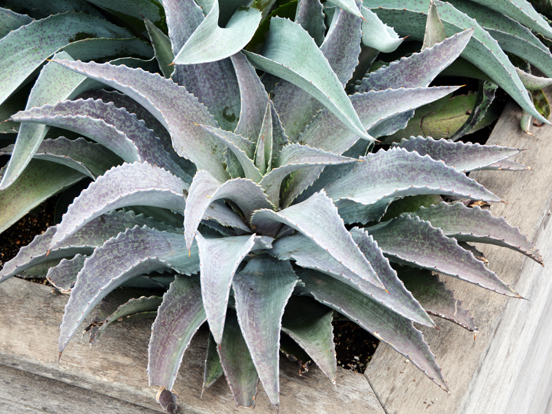 ‘Mayan Queen’ 