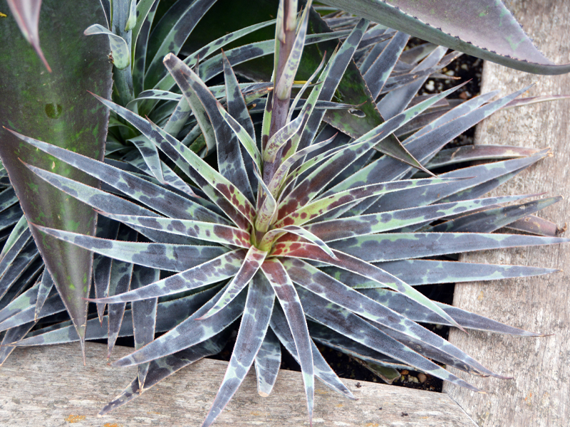 ‘Moonglow’ 