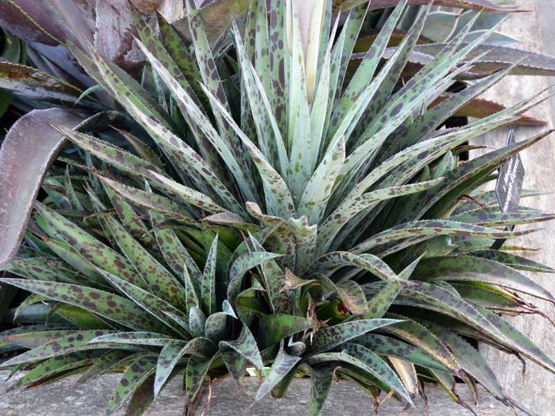‘Pineapple Express’