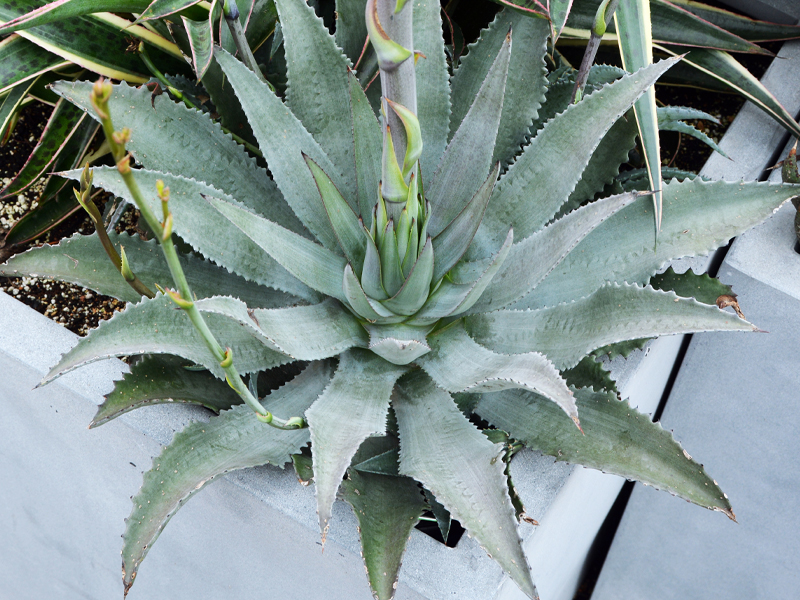 ‘Silver Fox’ 
