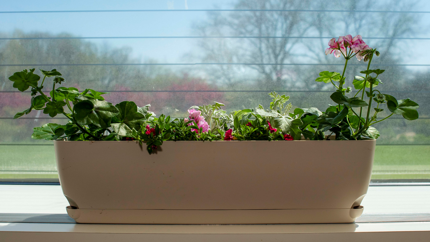 sun window box