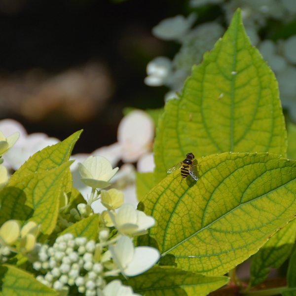 Foliar chlorosis on FIRE AND ICE™