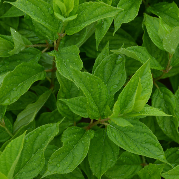 Hydrangea paniculata foliage