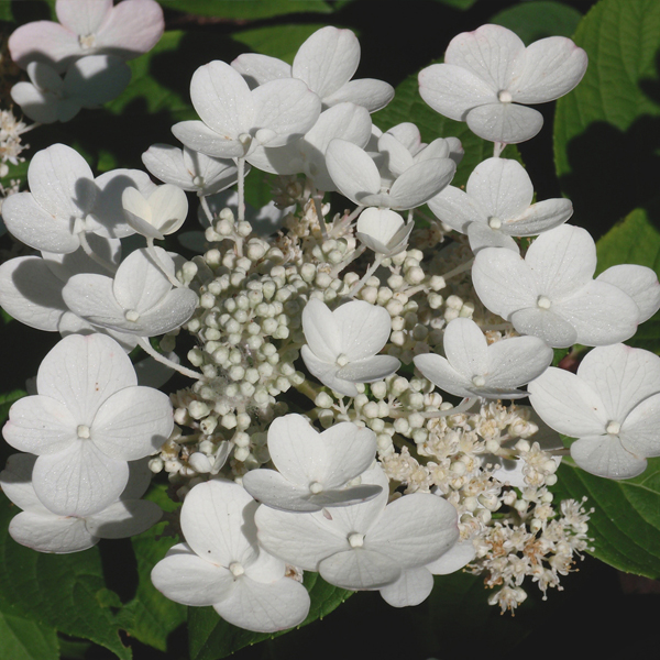 Lace-cap inflorescence of QUICK FIRE™