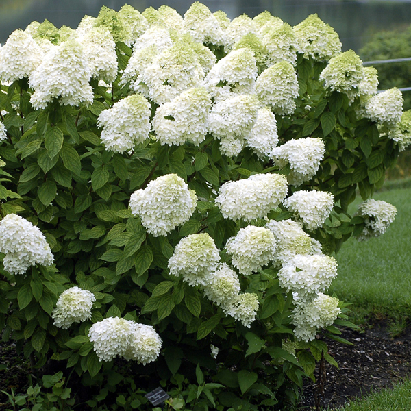 LIMELIGHT® (‘Zwijnenburg’) 