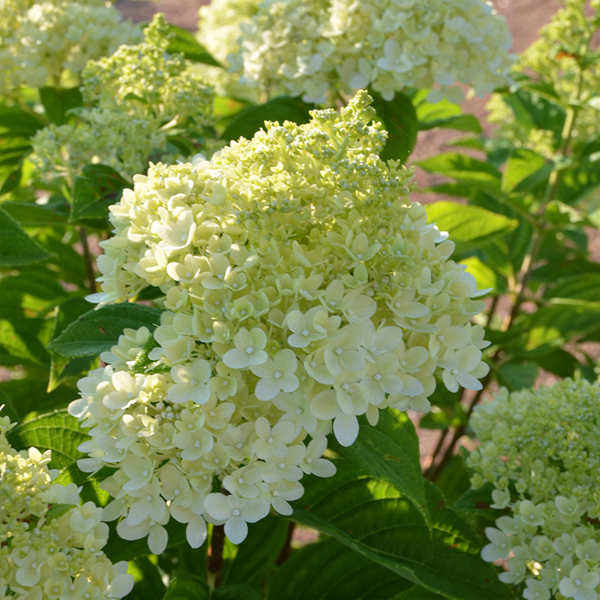 LITTLE LIME® (‘Jane’) 