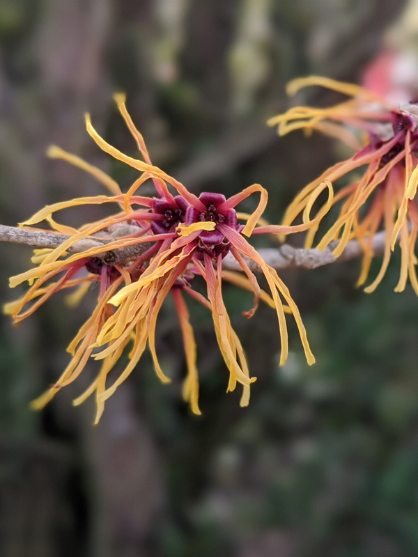 Common Witch Hazel Common Witch Hazel Hamamelis virginiana