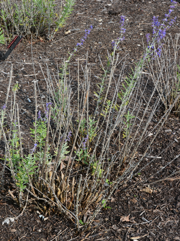 Loose crown of Perovskia atriplicifolia 'Longin'
