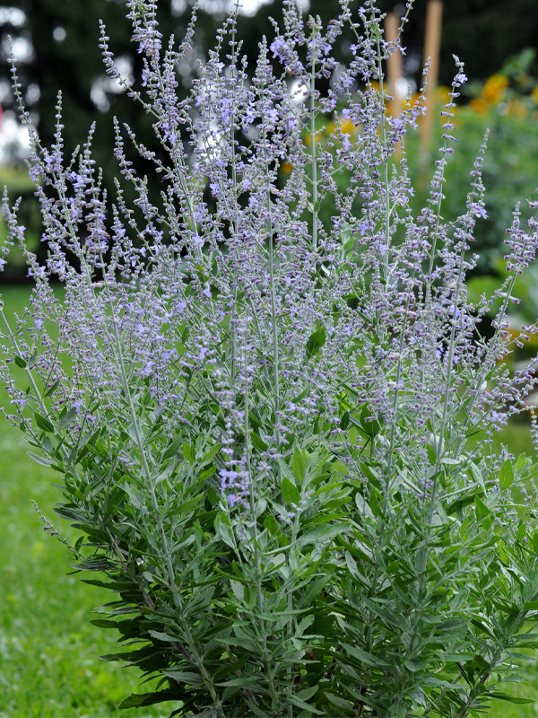 Perovskia atriplicifolia 'Balperobritz' BLUE SPRITZER™