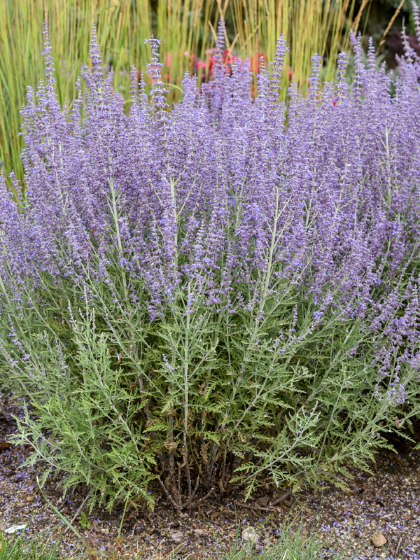 Perovskia atriplicifolia ‘Denim ’n Lace’