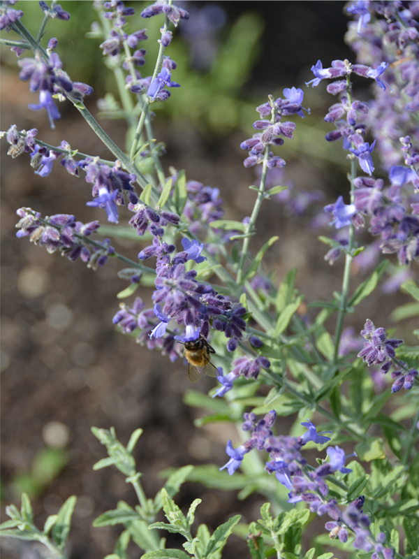 Perovskia atriplicifolia 'Rocketman'
