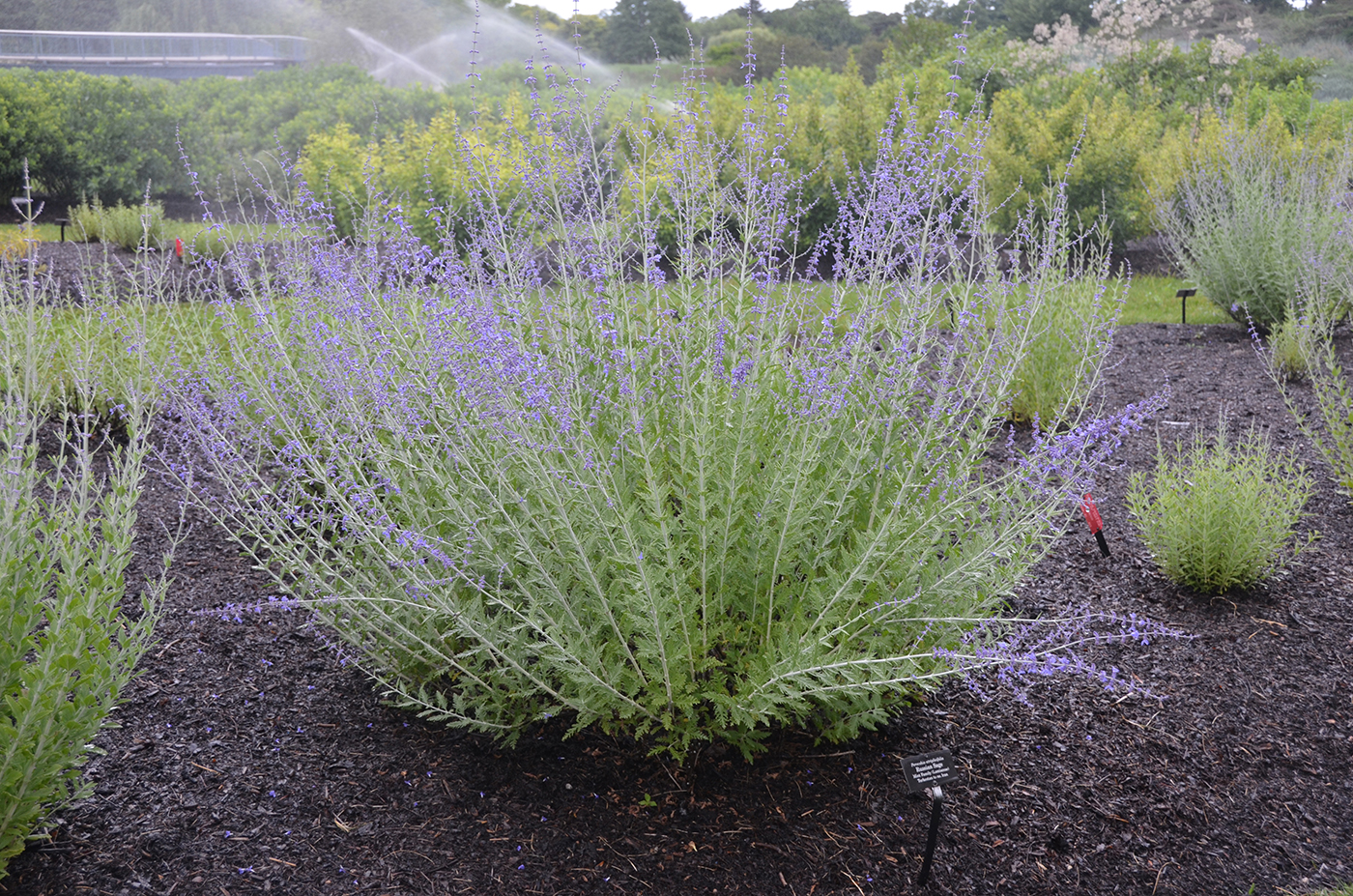 Perovskia atriplicifolia