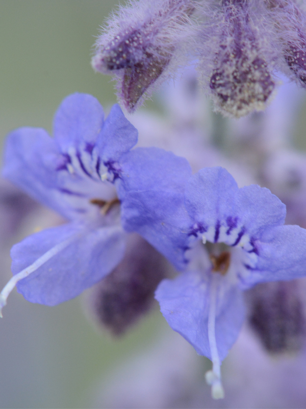 Perovskia atriplicifolia 'Superba'