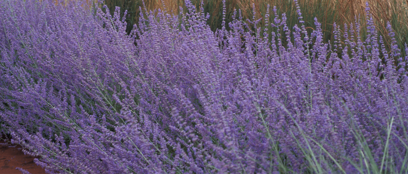 Perovskia atriplicifolia