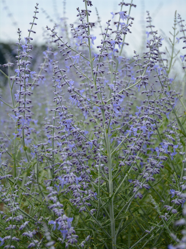 Perovskia atriplicifolia 'Novaperlac' LITTLE LACE™