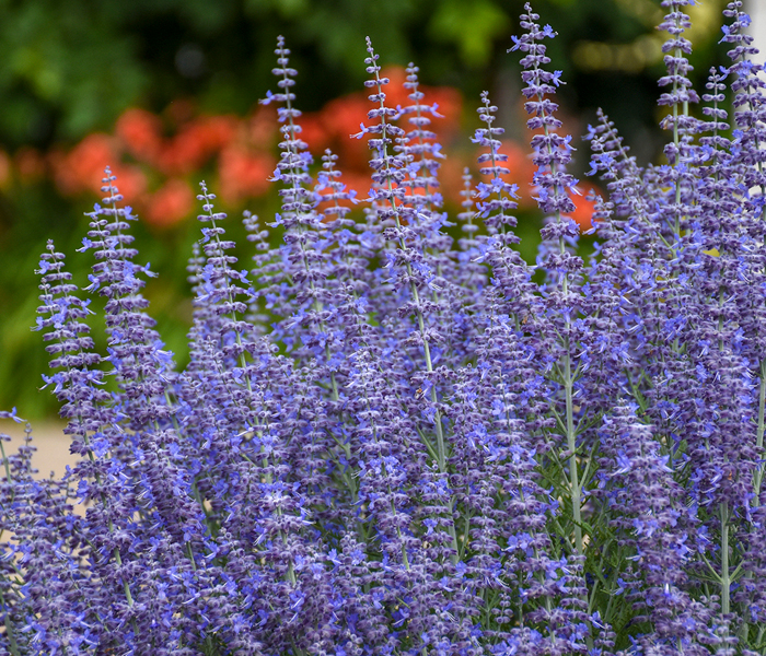 Perovskia atriplicifolia ‘Denim ’n Lace’