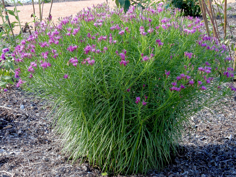 Vernonia lettermanii