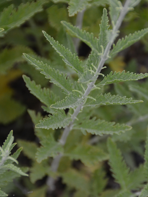 Perovskia atriplicifolia 'CrazyBlue'