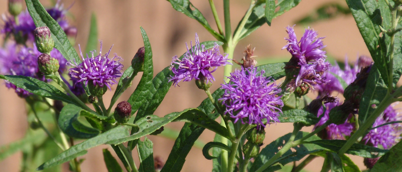 Vernonia chinensis