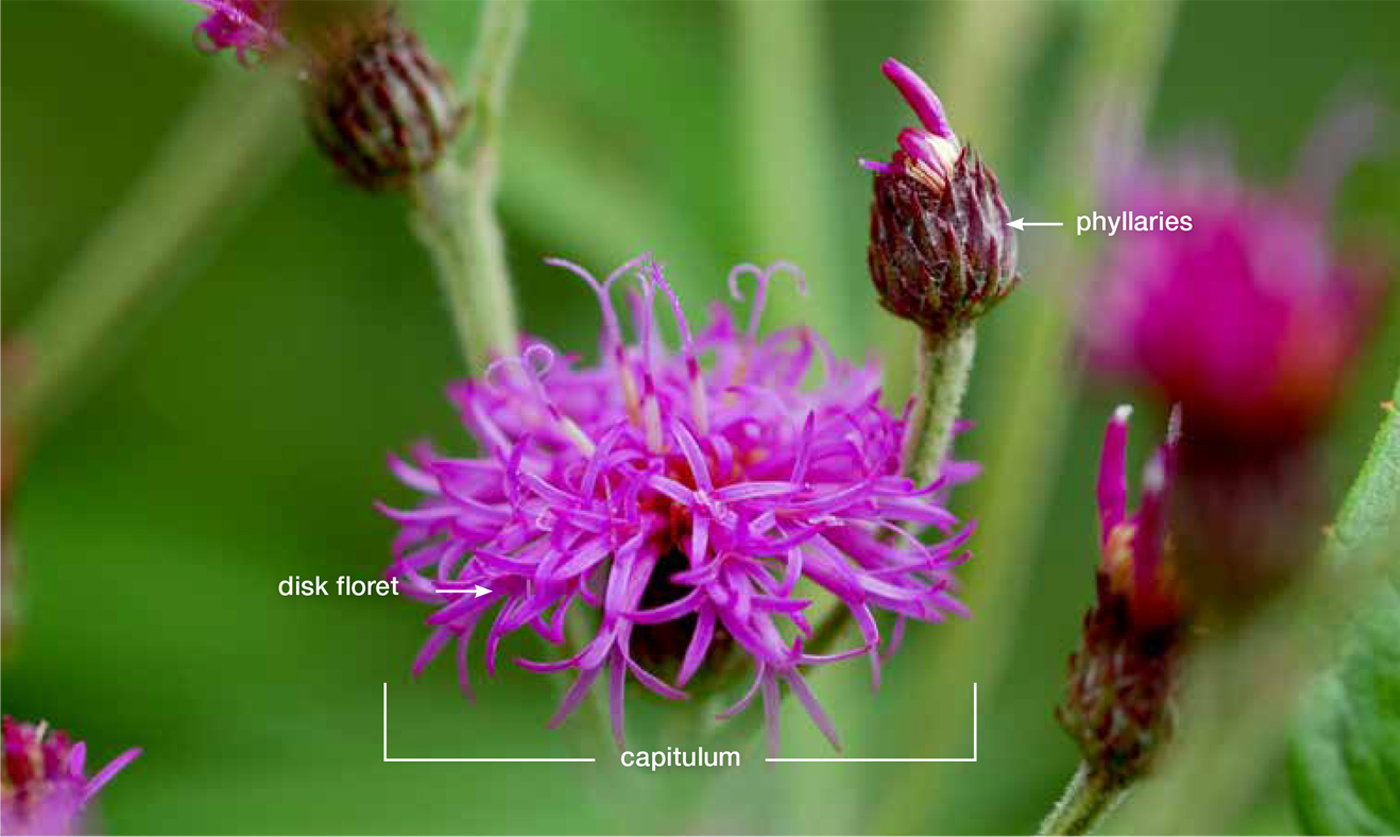 Vernonia glauca