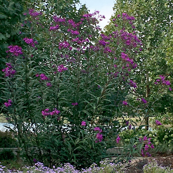 Vernonia ‘Jonesboro Giant’