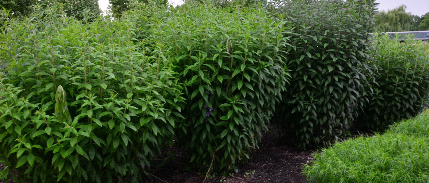 Vernonia missurica