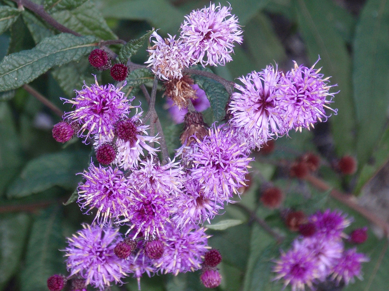 Vernonia noveboracensis