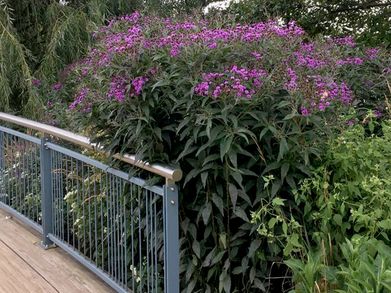 Vernonia noveboracensis