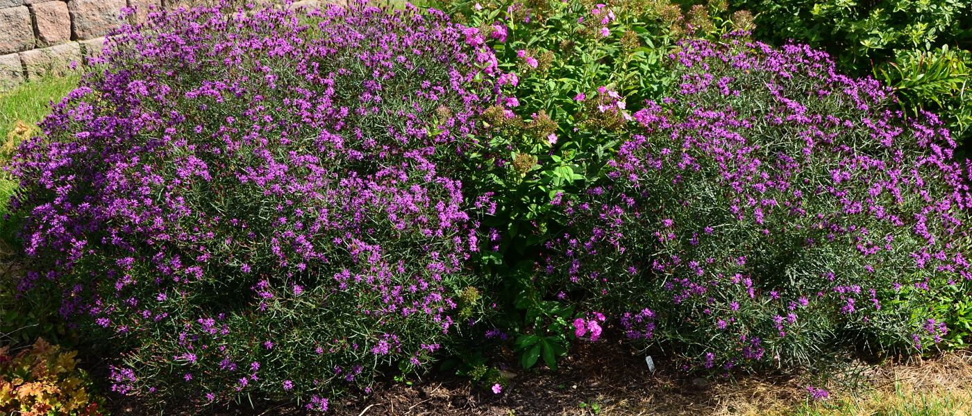 Vernonia 'Summer's Swan Song'