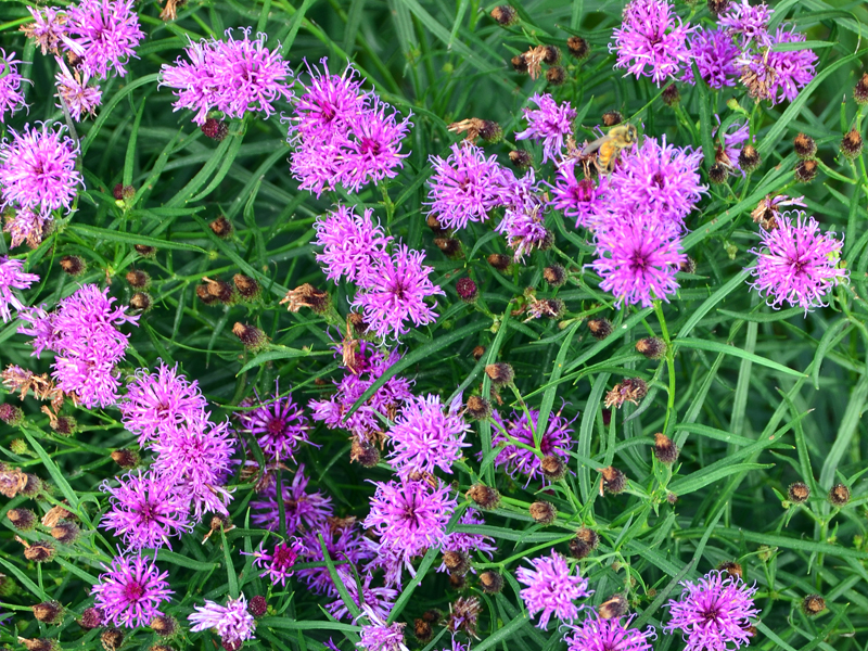 Vernonia 'Summer's Surrender'